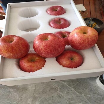 巴彦淖尔苹果树苗生产基地