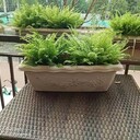 石景山辦公室花卉綠植組合租賃多少錢(qián)一天花卉組合租賃