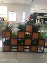 海淀辦公室花卉綠植組合租賃花卉組合銷售