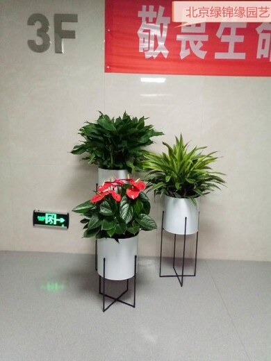 北京丰台室内花卉绿植组合租摆多少钱一天,花卉组合出租