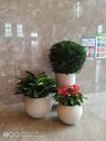 北京綠植盆栽租擺、北京花卉綠植租賃、北京綠植花卉出租服務(wù)