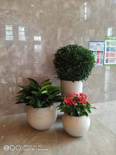 东城办公室花卉绿植组合租赁价格表花卉组合出租