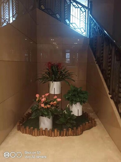 北京西城办公室花卉绿植组合租摆服务