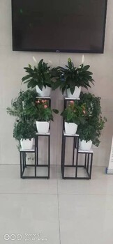 朝陽室內(nèi)花卉綠植組合租擺