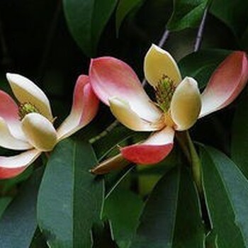 貴州紅花木蓮苗現(xiàn)貨供應(yīng),紅色木蓮樹苗