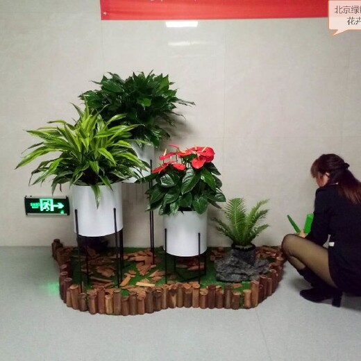 北京平谷写字楼花卉绿植组合租摆服务