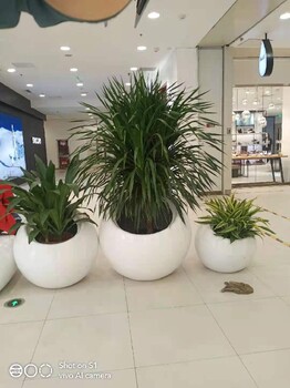 房山室內(nèi)花卉綠植組合租賃價(jià)格花卉組合租賃