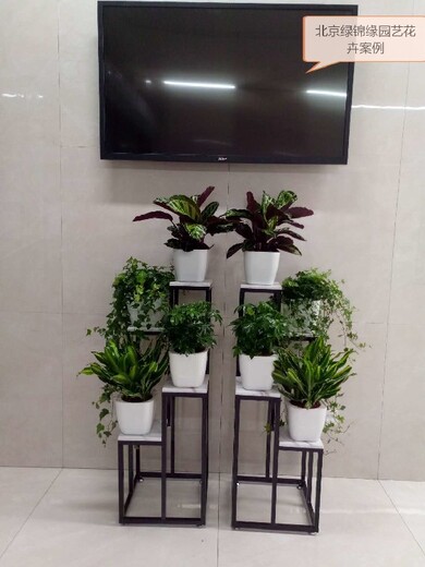 西城办公室花卉绿植组合租赁设计