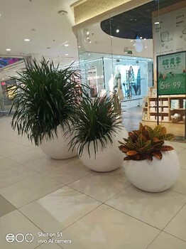 丰台写字楼花卉绿植组合租赁多少钱一天花卉组合销售