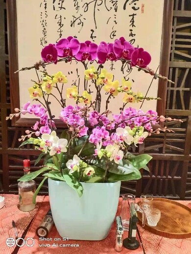 北京怀柔办公室花卉绿植组合租摆价格