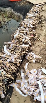 山西大量供應(yīng)荷花苗廠家電話