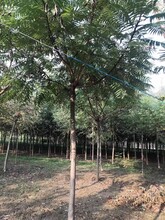 四川火炬树苗种植技术,15公分火炬树苗