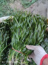 信陽深水種植施工矮生苦草種苗施工價格圖片