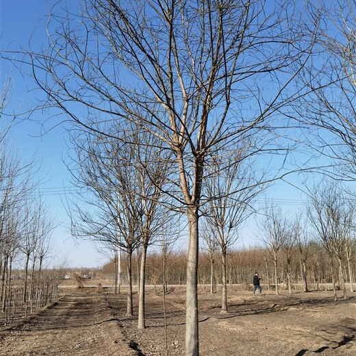 10公分國(guó)槐基地,金枝槐