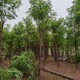 香花槐圖