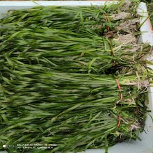佳木斯水生態(tài)修復(fù)常綠苦草種苗種植公司圖片