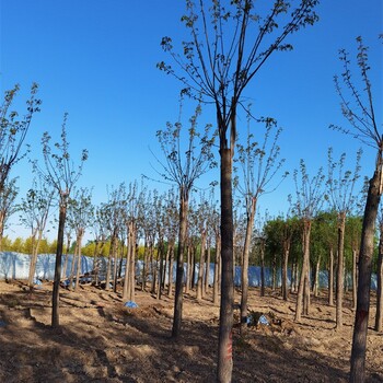 湖北襄阳香花槐供应,红花槐