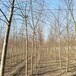 25公分柳樹出售常年供應(yīng)