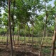 營(yíng)口火炬樹圖