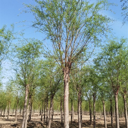 福建柳树,垂柳树