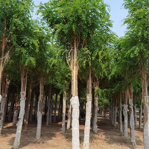 10公分香花槐产地,五七香花槐