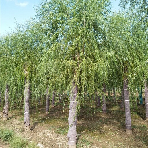 湖南柳樹產(chǎn)地,垂柳樹