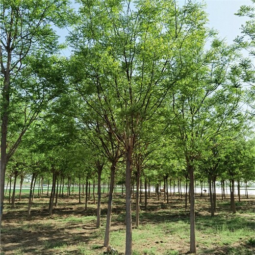12公分國槐出售,易成活