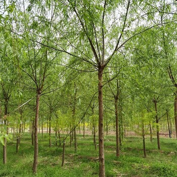 3公分柳樹-苗木供應(yīng)-世澤園林-長(zhǎng)勢(shì)快-歡迎采購(gòu)