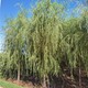 濮陽柳樹圖