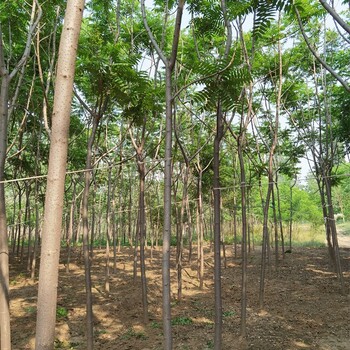 安徽亳州火炬樹批發(fā),數(shù)量大