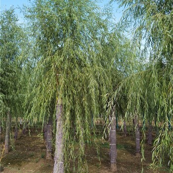 河南平頂山柳樹,垂柳樹