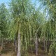 20公分柳樹圖