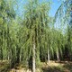 河南濮陽柳樹,垂柳樹產(chǎn)品圖