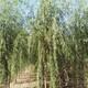 18公分柳樹(shù)圖