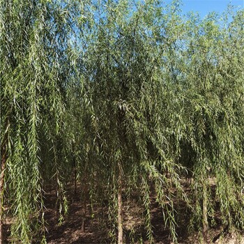 出售柳樹(shù)-基地供應(yīng)-世澤園林-隨選隨挖-歡迎采購(gòu)
