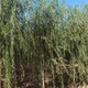 安徽宣城柳树产地,垂柳树产品图