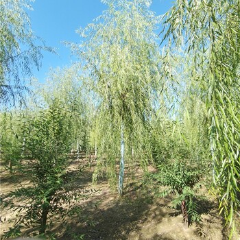 福建龙岩柳树,垂柳树