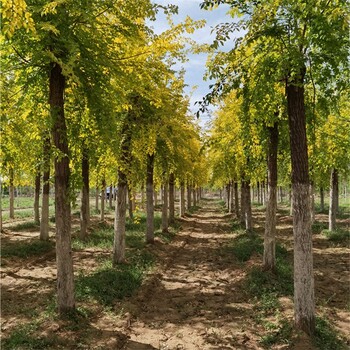 世泽园林-绿化工程-4公分金叶榆-枝繁叶茂-易成活