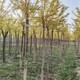 黑龍江金枝槐圖