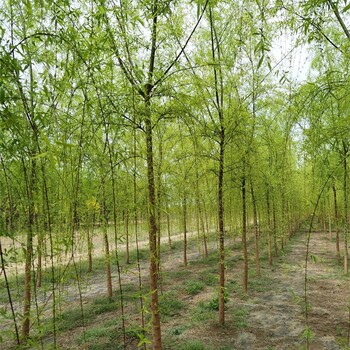 福建柳樹價格,垂柳樹