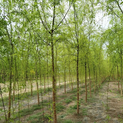 10公分柳樹批發(fā),長期出售