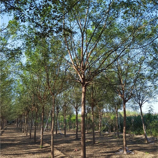 河南鶴壁國槐報(bào)價(jià),金枝槐