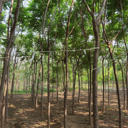 遼寧營(yíng)口火炬樹基地,緩苗快