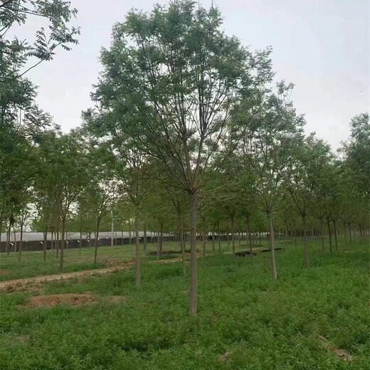 15公分國槐報價,易成活緩苗快