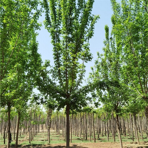 湖北咸寧復葉槭供應,數(shù)量大質(zhì)量優(yōu)