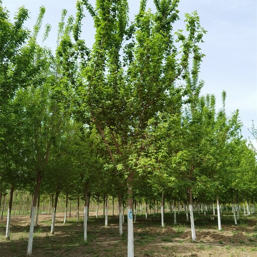 四川宜賓復(fù)葉槭批發(fā),數(shù)量大質(zhì)量優(yōu)