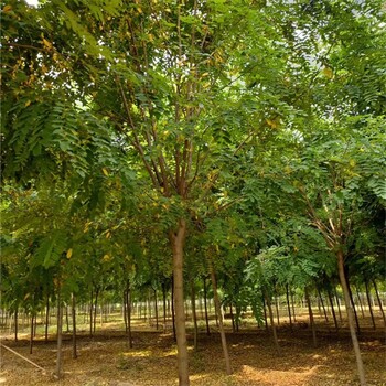 湖北恩施香花槐價格,紅花刺槐