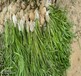 黄南水生态修复常绿苦草种苗成活率高
