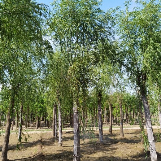 18公分柳樹(shù)產(chǎn)地,垂柳樹(shù)