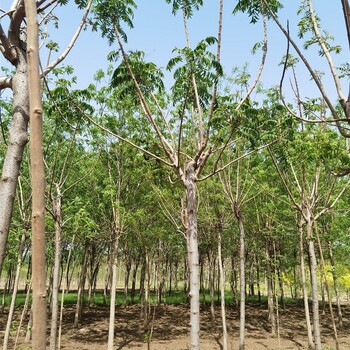 8公分火炬樹出售,數(shù)量大
